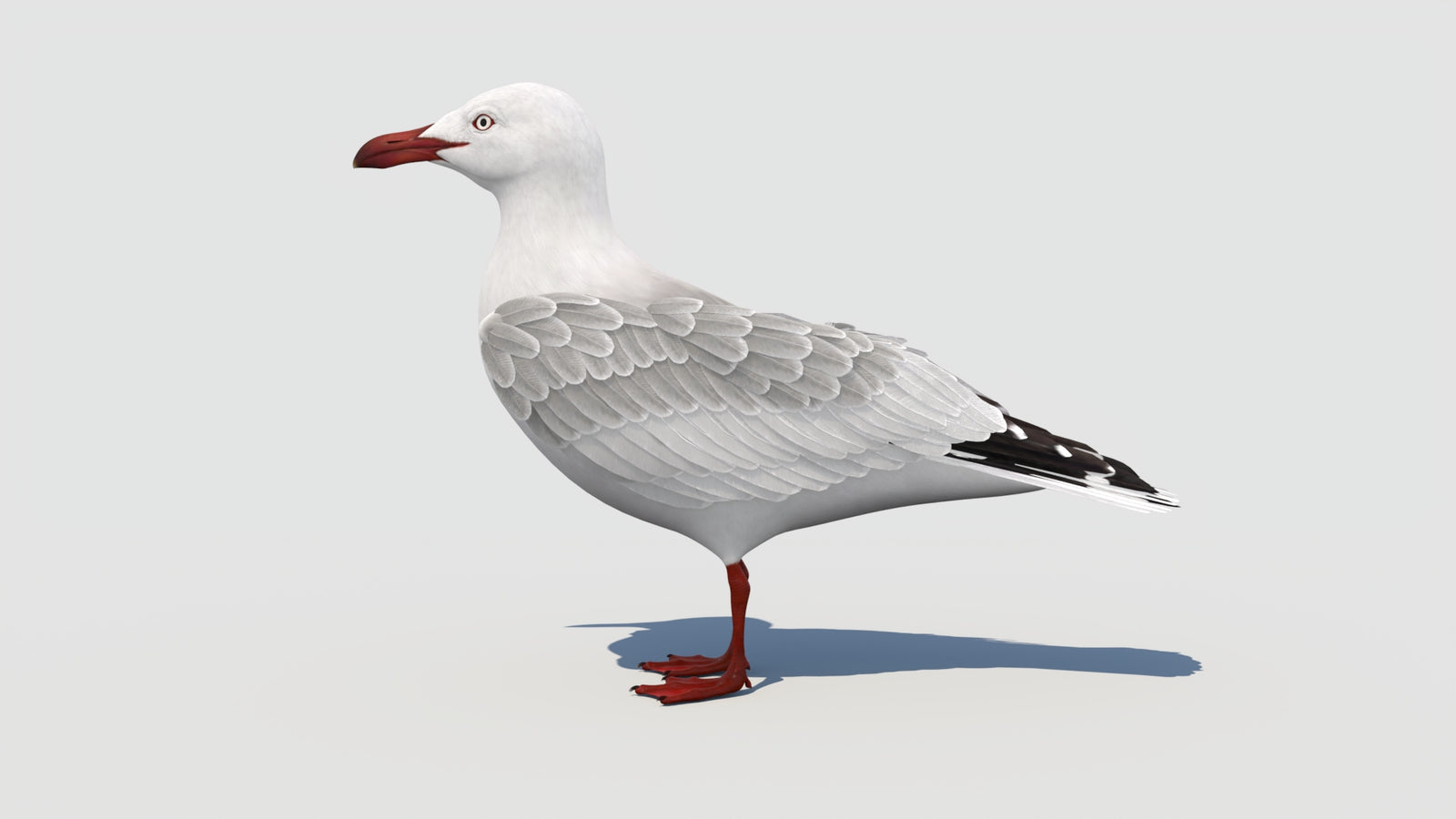 Rigged Seagull 3D Model 360° view 1 frame 36