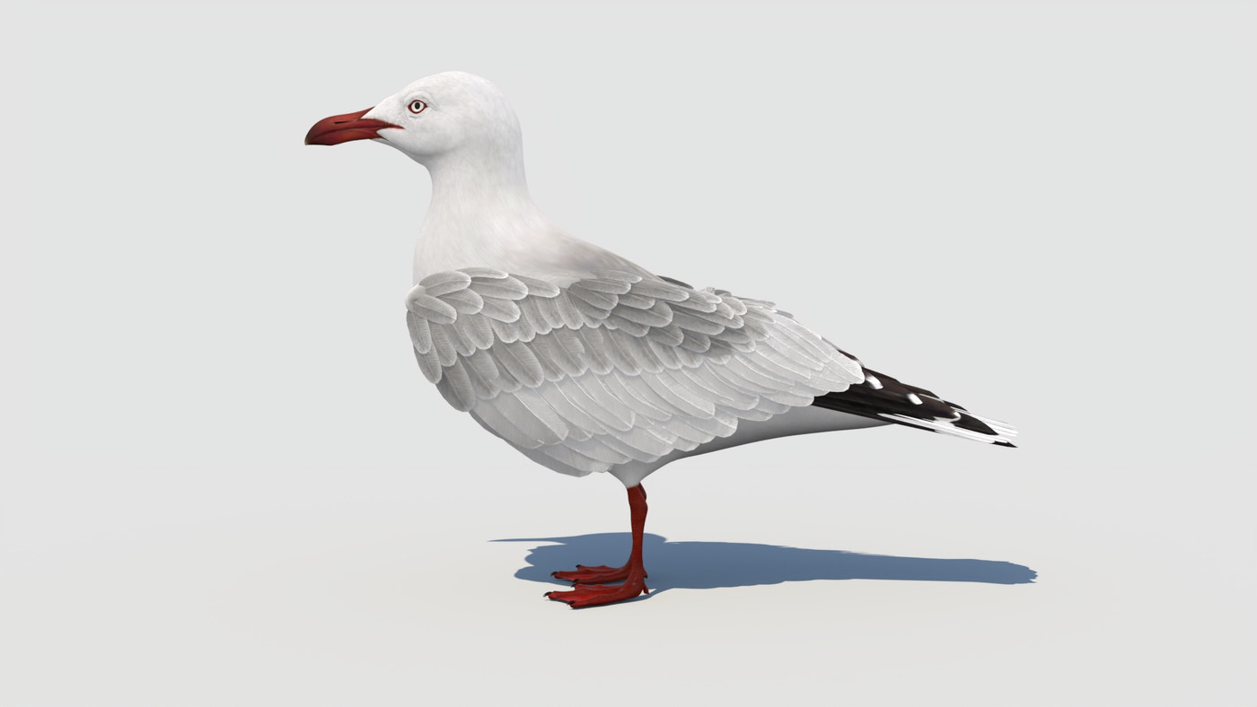 Animated Seagull 3D Model - 360 Degree View