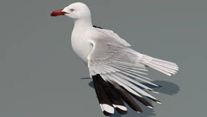 Realistic Seagull 3D Model for Download Thumbnail