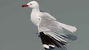 Realistic Seagull 3D Model for Download Thumbnail