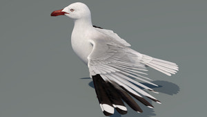 Realistic Seagull 3D Model for Download Thumbnail