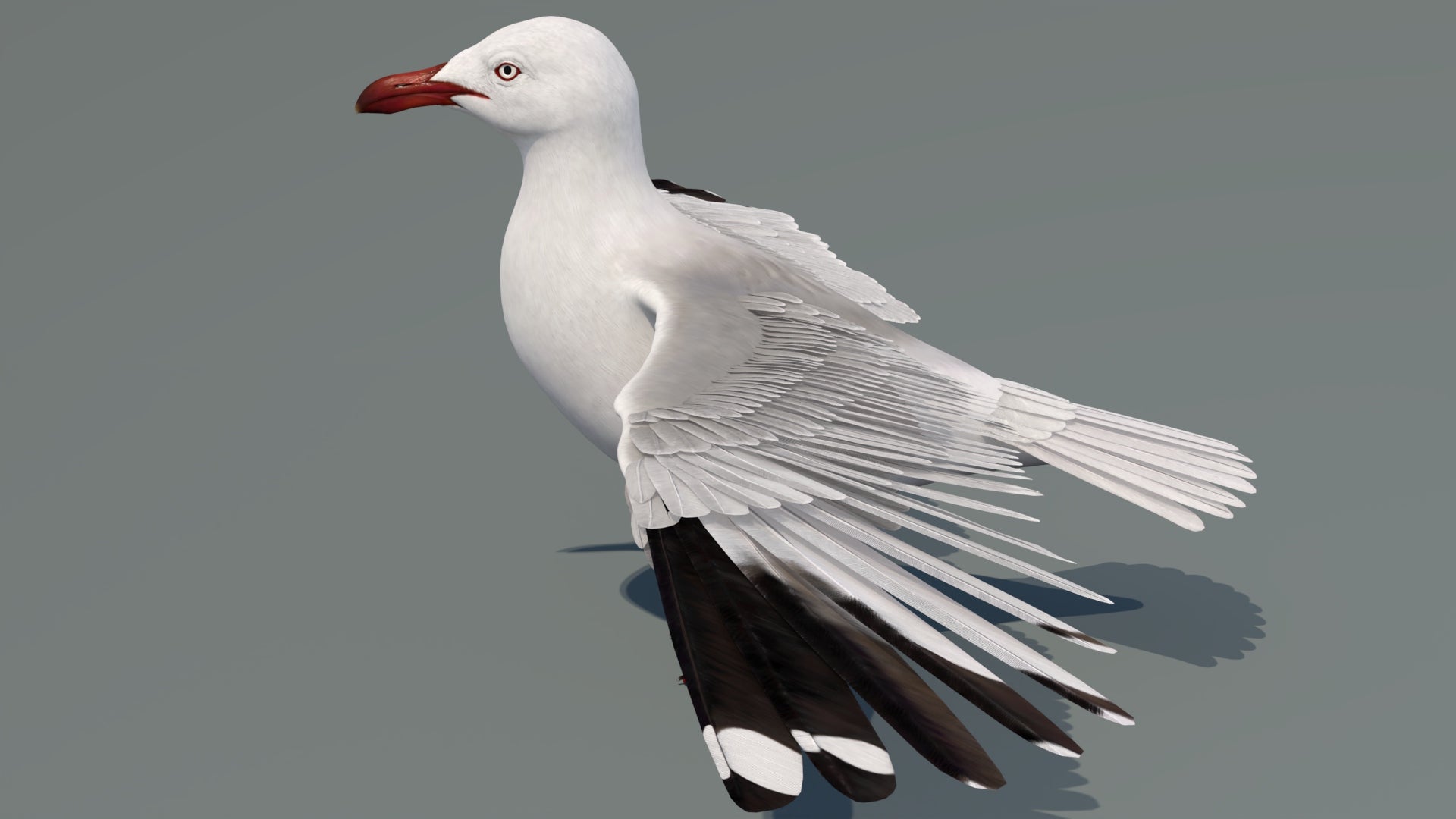 Realistic Seagull 3D Model for Download