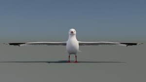 Realistic Seagull 3D Model for Download Thumbnail