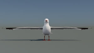 Realistic Seagull 3D Model for Download Thumbnail