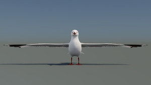 Realistic Seagull 3D Model for Download Thumbnail