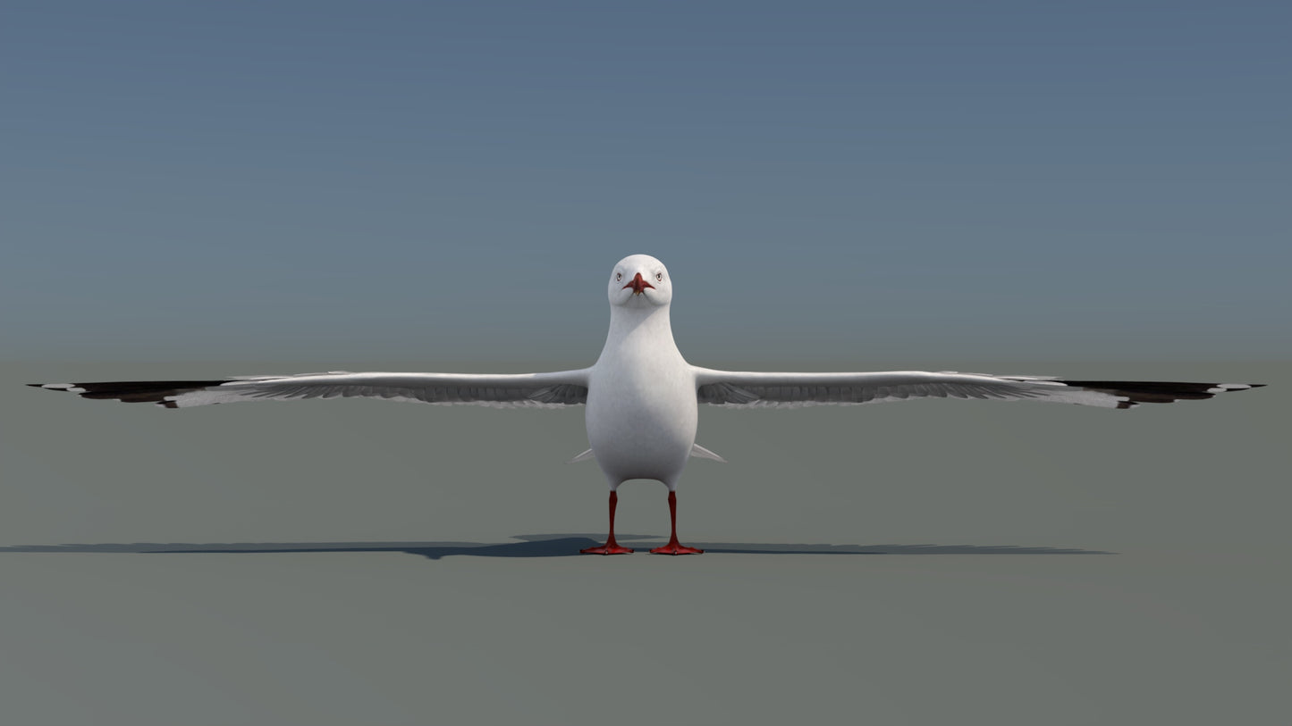 Seagull 3D Model