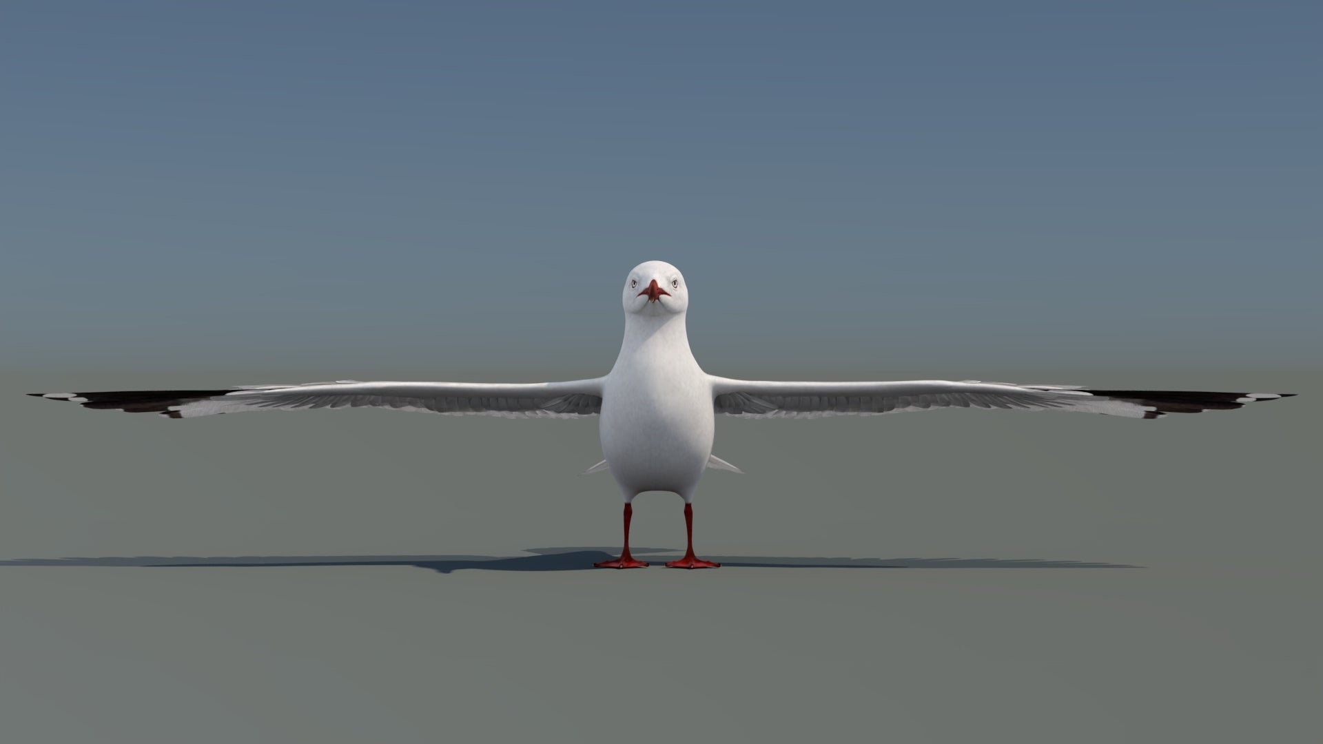 Realistic Seagull 3D Model for Download