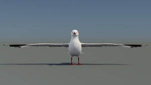 Realistic Seagull 3D Model for Download Thumbnail