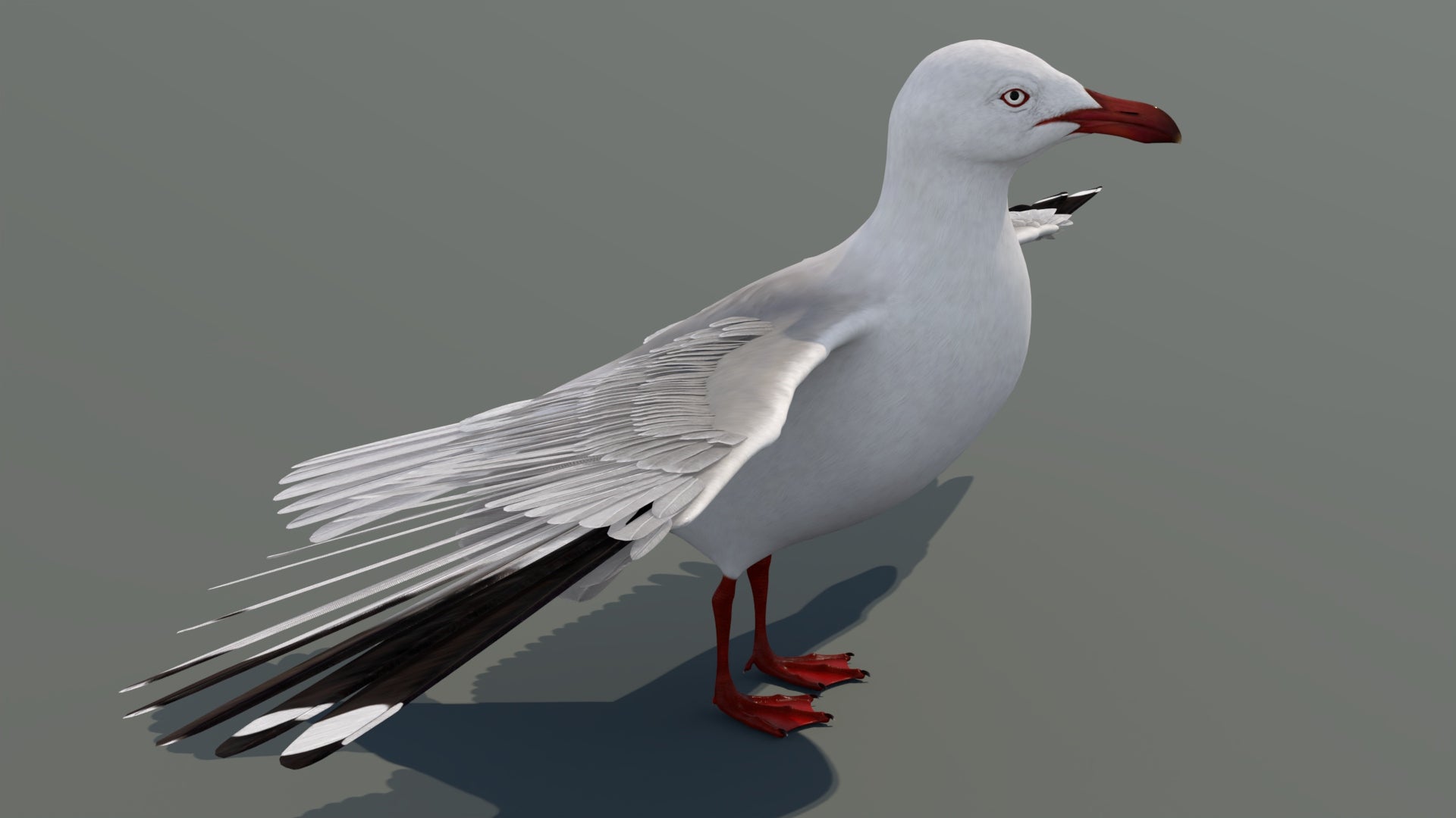 Realistic Seagull 3D Model for Download
