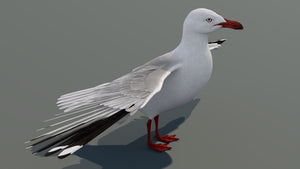 Realistic Seagull 3D Model for Download Thumbnail