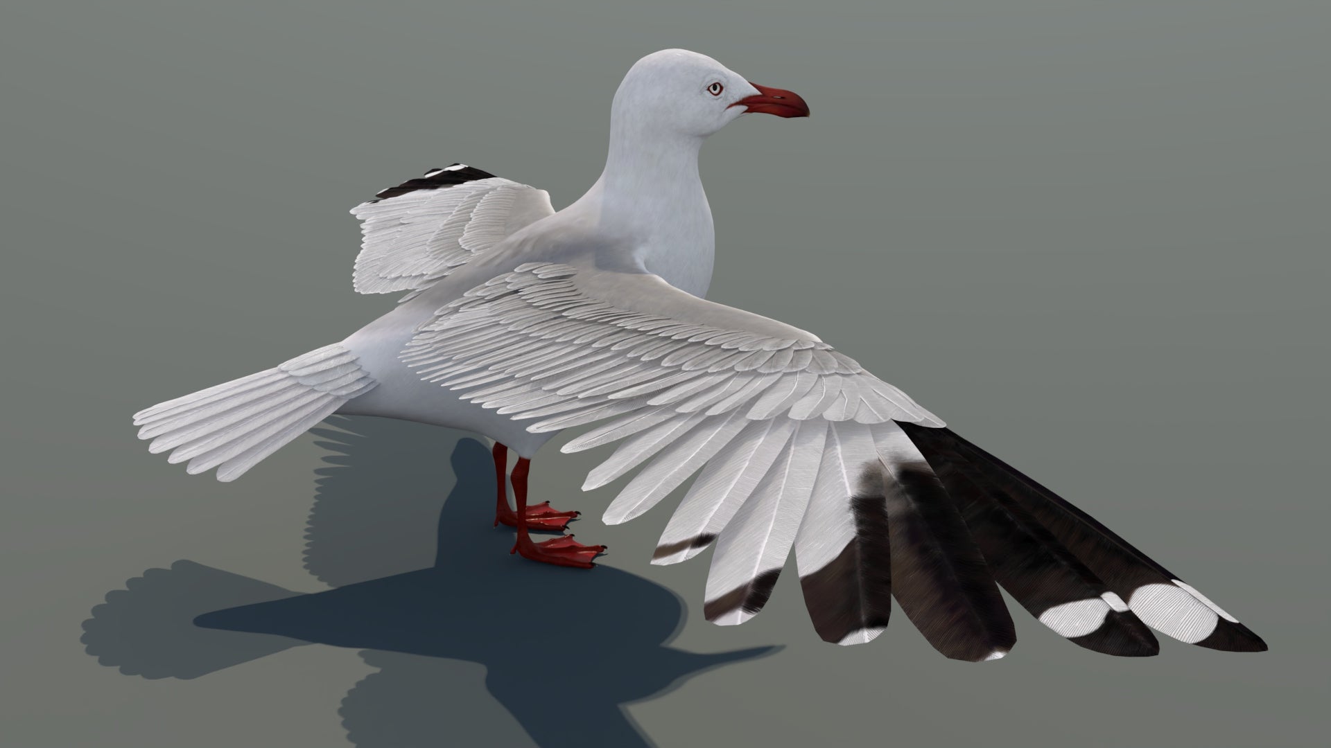 Realistic Seagull 3D Model for Download