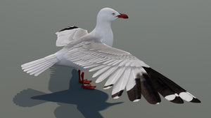 Realistic Seagull 3D Model for Download Thumbnail