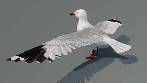 Realistic Seagull 3D Model for Download Thumbnail