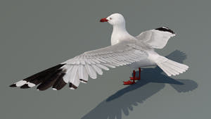 Realistic Seagull 3D Model for Download Thumbnail