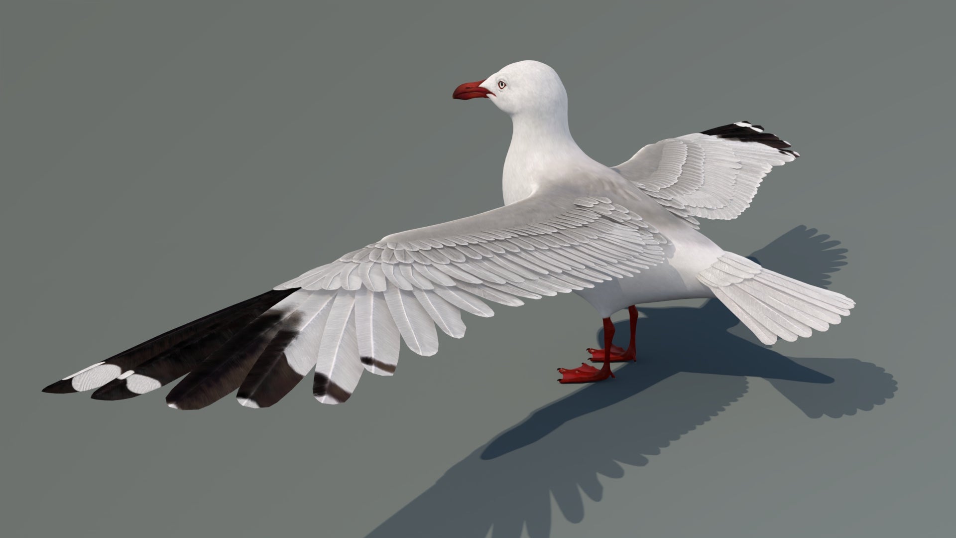 Realistic Seagull 3D Model for Download