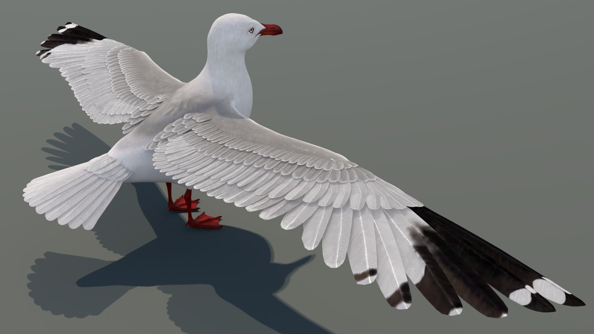 Realistic Seagull 3D Model for Download