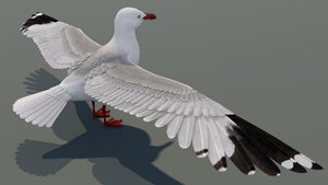 Realistic Seagull 3D Model for Download Thumbnail