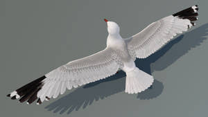 Realistic Seagull 3D Model for Download Thumbnail