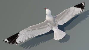 Realistic Seagull 3D Model for Download Thumbnail