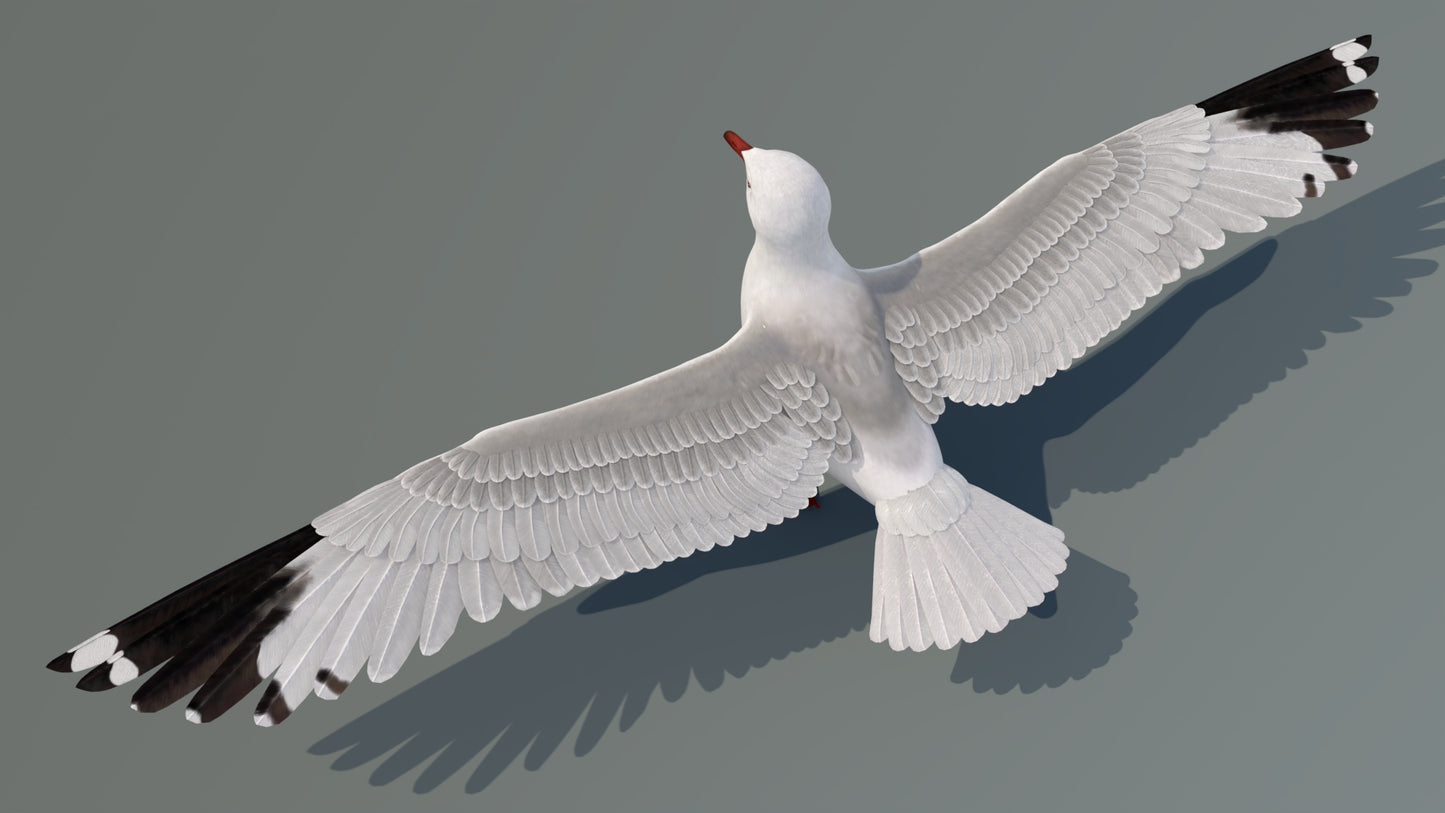 Seagull 3D Model
