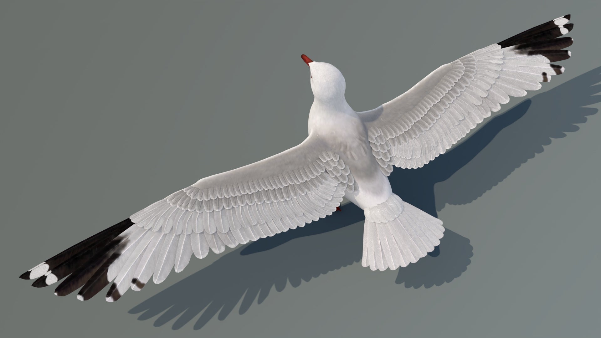 Realistic Seagull 3D Model for Download