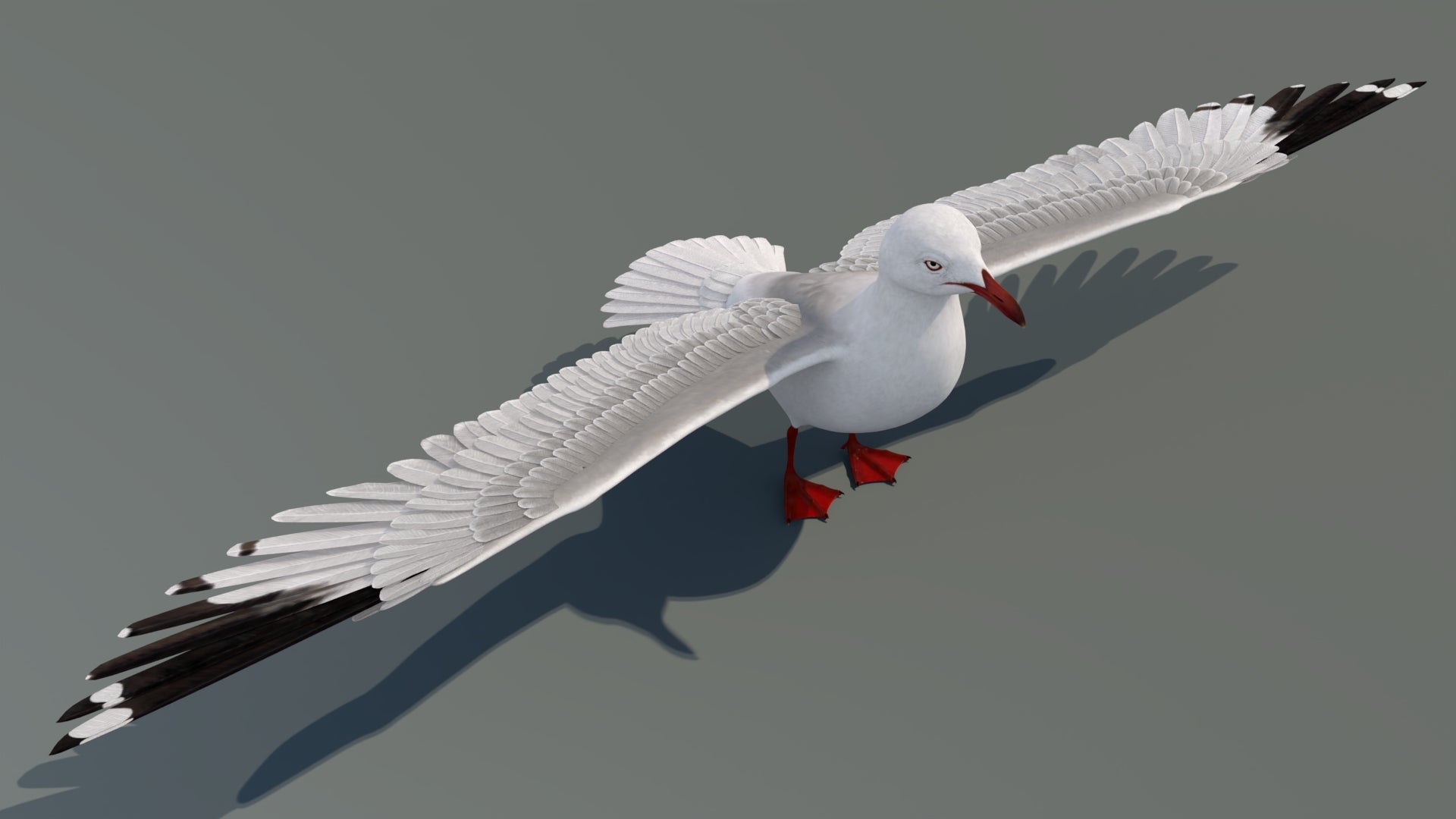 Realistic Seagull 3D Model for Download