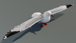 Realistic Seagull 3D Model for Download Thumbnail