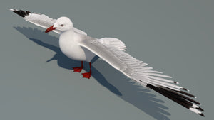 Realistic Seagull 3D Model for Download Thumbnail