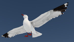 Realistic Seagull 3D Model for Download Thumbnail