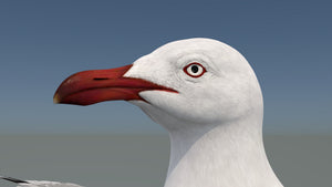 Realistic Seagull 3D Model for Download Thumbnail