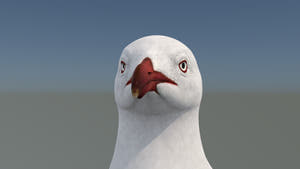 Realistic Seagull 3D Model for Download Thumbnail