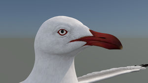 Realistic Seagull 3D Model for Download Thumbnail