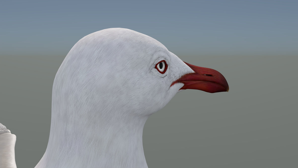 Realistic Seagull 3D Model for Download