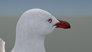 Realistic Seagull 3D Model for Download Thumbnail