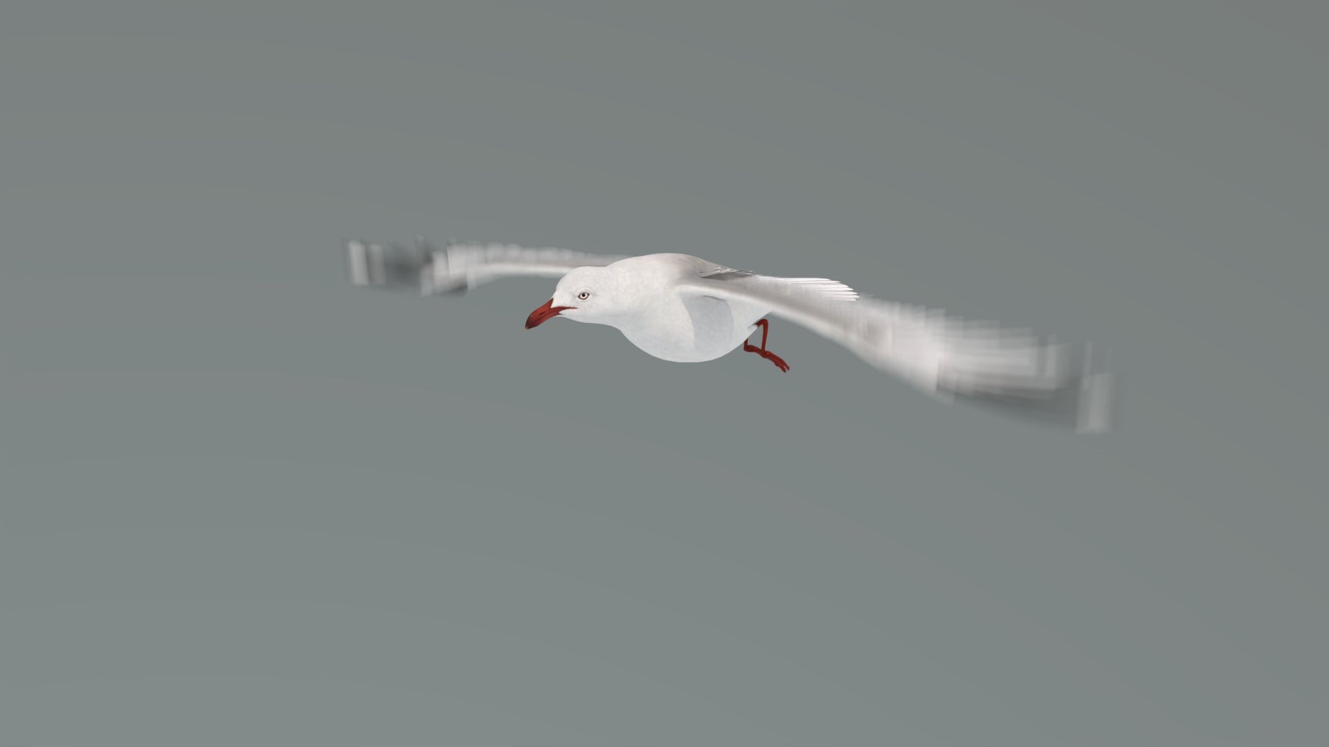 Animated Seagull 3D Model - 360 Degree View