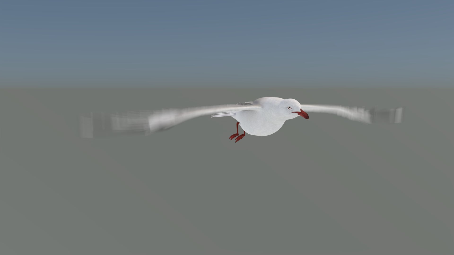 Animated Seagull 3D Model - 360 Degree View