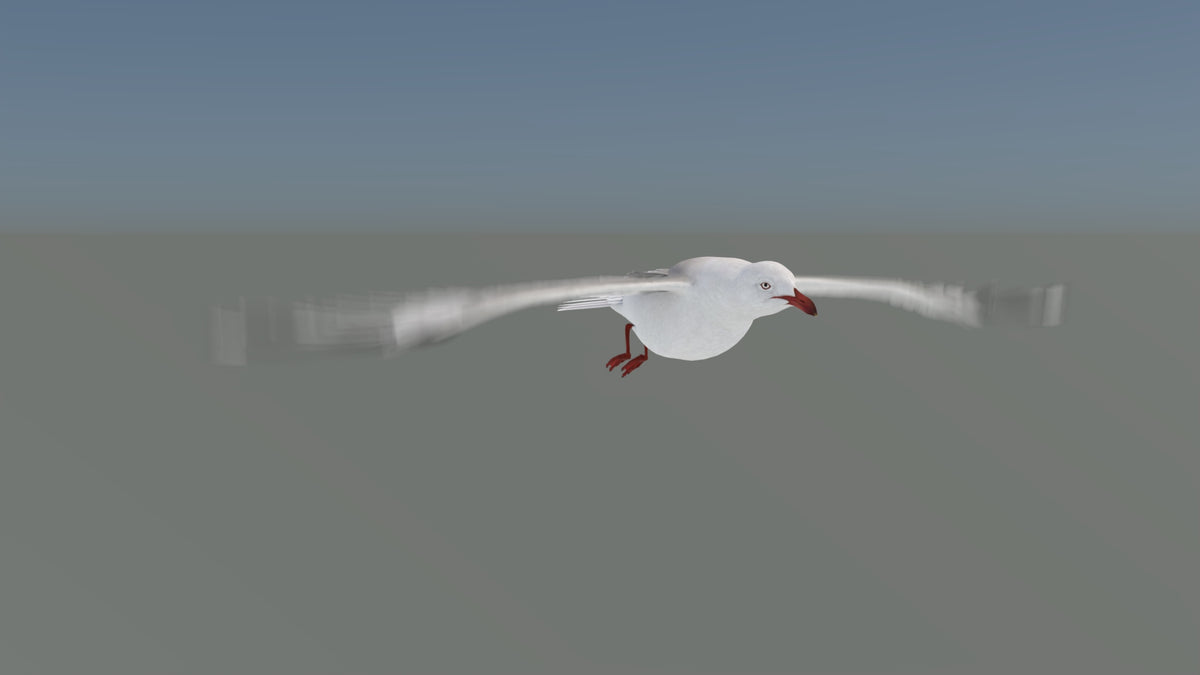 Animated Seagull 3D Model - Real Time and VFX Ready - 360 Degree View