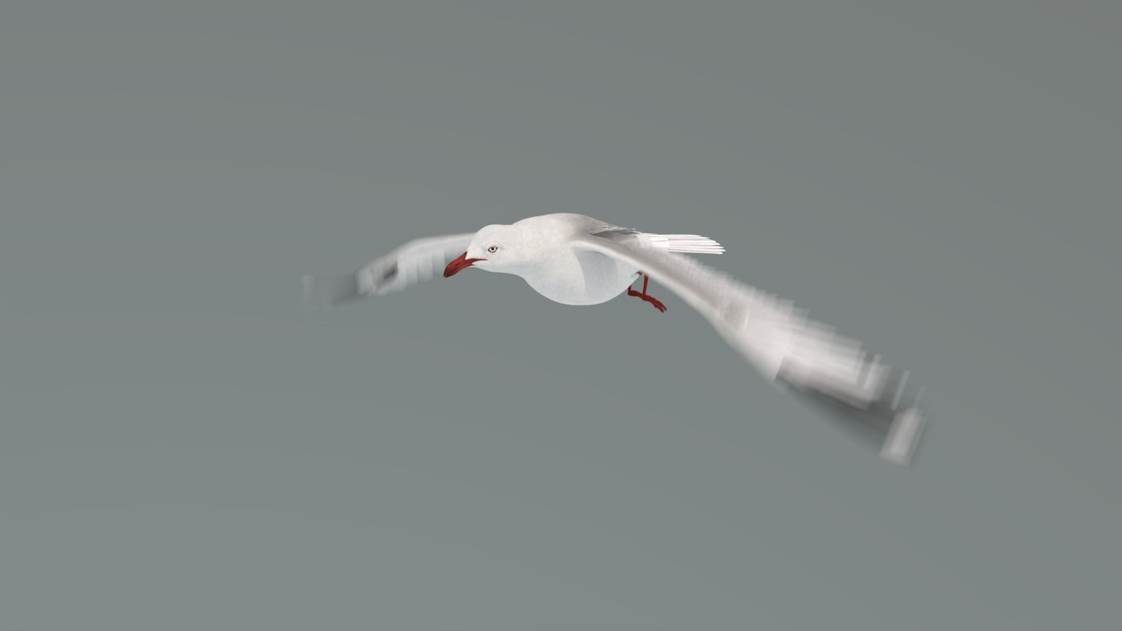 Animated Seagull 3D Model 360° view 4 frame 2