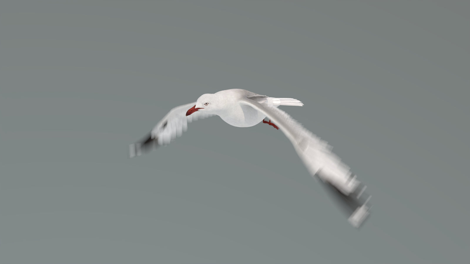 Animated Seagull 3D Model 360° view 4 frame 3