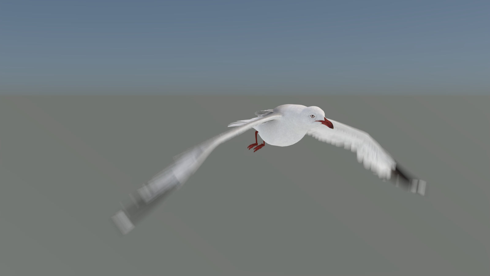 Animated Seagull 3D Model 360° view 5 frame 3