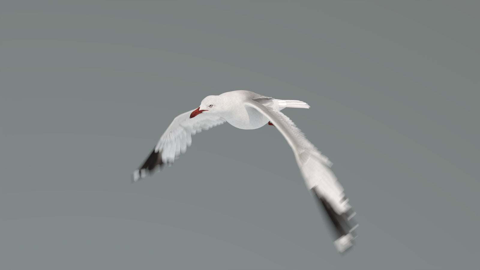 Animated Seagull 3D Model 360° view 4 frame 4