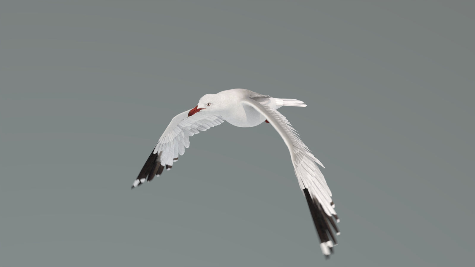 Animated Seagull 3D Model 360° view 4 frame 5