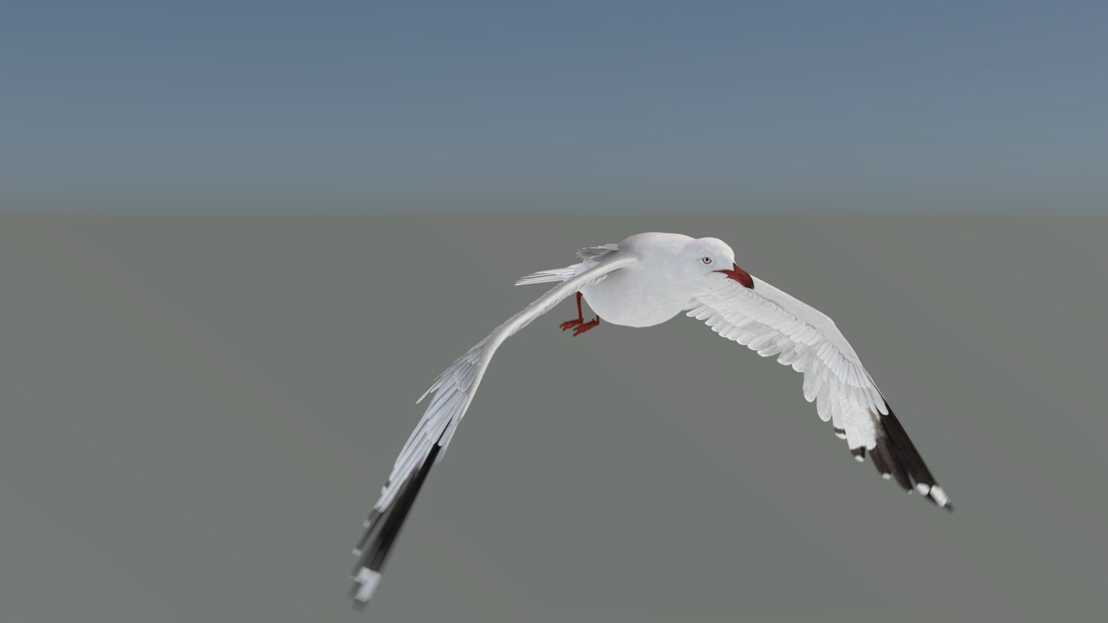Animated Seagull 3D Model 360° view 5 frame 5