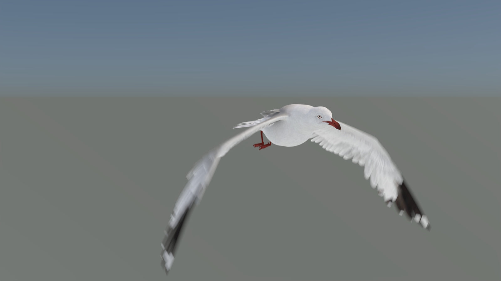 Animated Seagull 3D Model 360° view 5 frame 6