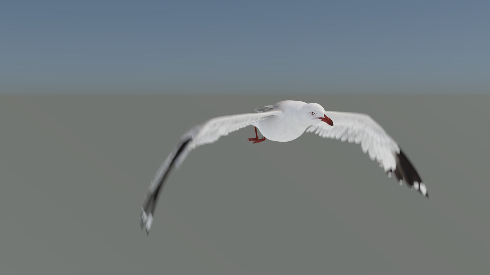 Animated Seagull 3D Model 360° view 5 frame 8