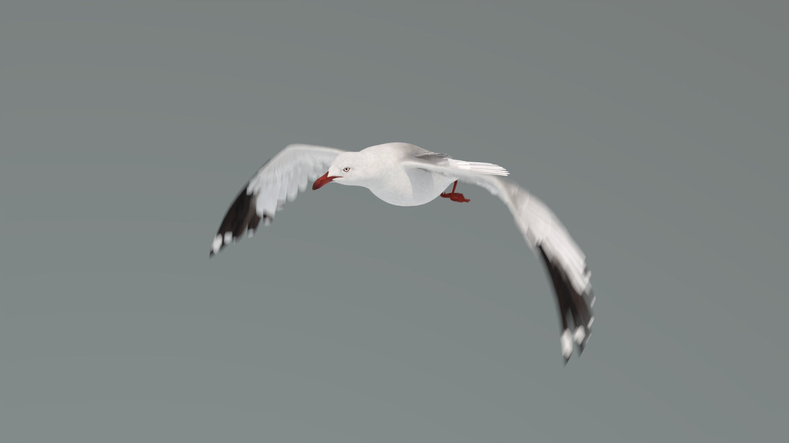 Animated Seagull 3D Model 360° view 4 frame 9