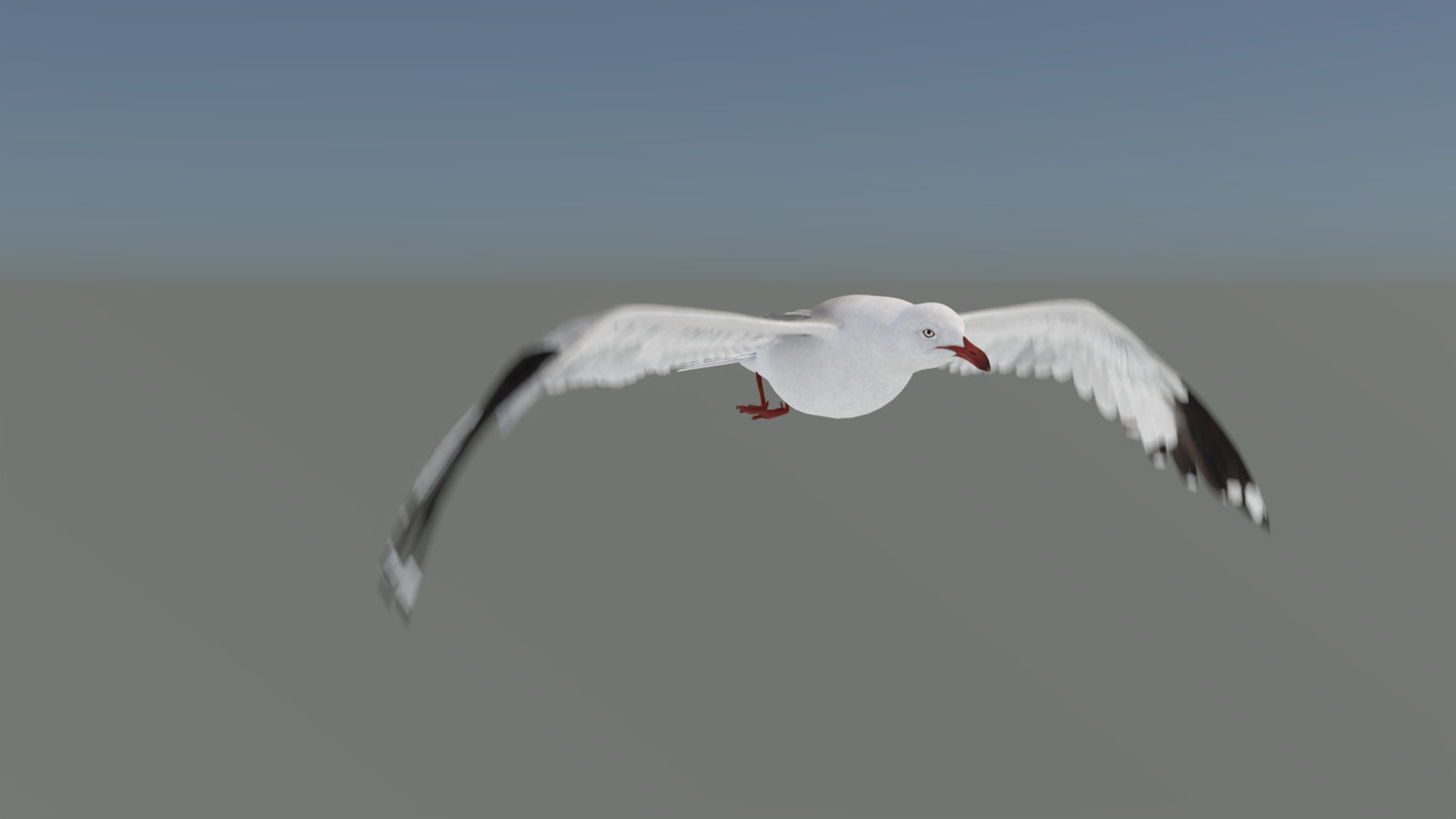 Animated Seagull 3D Model 360° view 5 frame 10