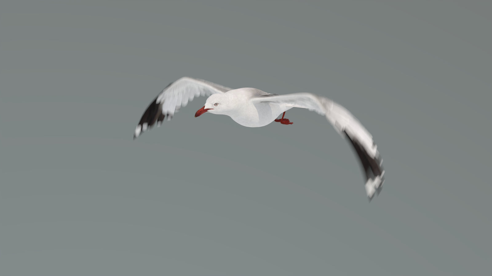 Animated Seagull 3D Model 360° view 4 frame 11