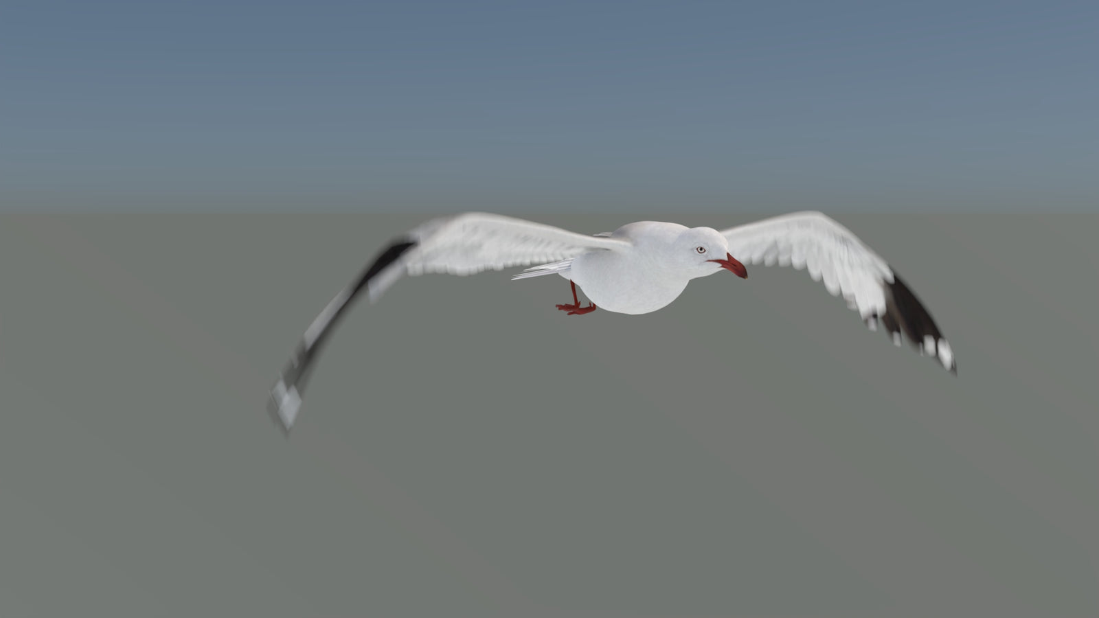 Animated Seagull 3D Model 360° view 5 frame 11