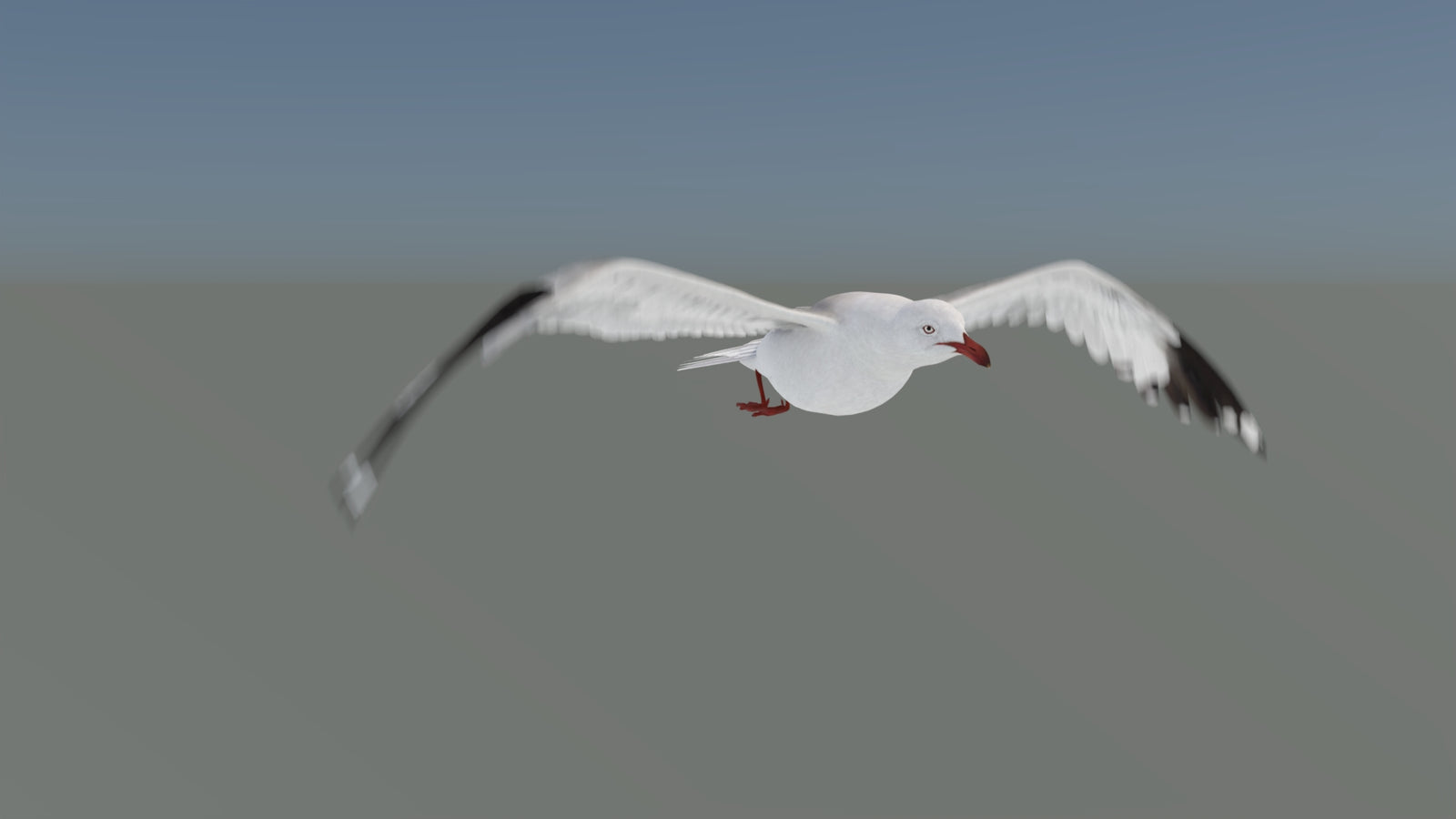 Animated Seagull 3D Model 360° view 5 frame 12
